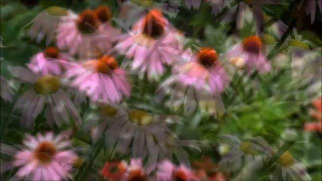 полевые цветы(wildflowers) смотреть онлайн