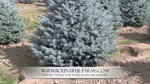 Plant Highlight - Picea p. 'Baby Blue' смотреть онлайн