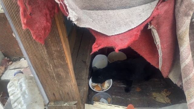 Не хочет кашу.Еду на дачу.Беда на нашу голову. Уголек соскучился.? смотреть онлайн