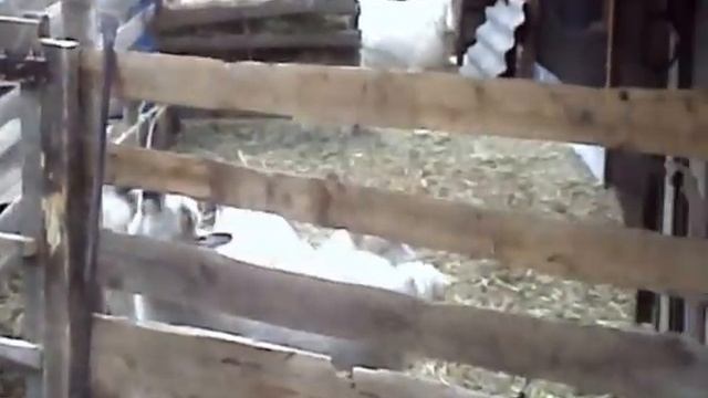 Благоустройство козьего двора смотреть онлайн