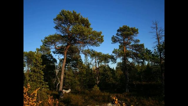 В природе столько красоты! Мурманская область смотреть онлайн