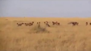 Львы растерзали гиену