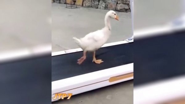 Compilation JTP7 THE BEST COUB Amazing Fails | Лучшие приколы 2024 ?? невозможно представить ?