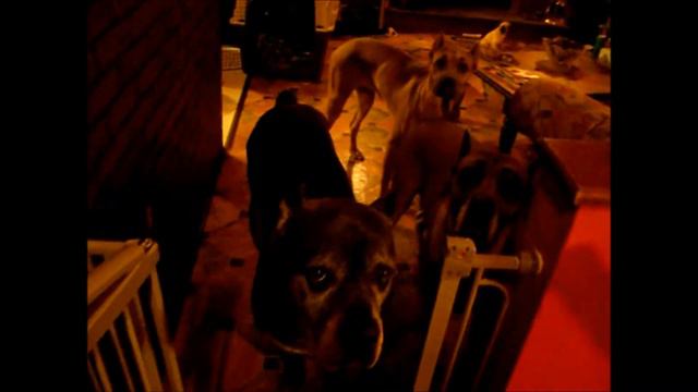 Cane Corso Puppies For Sale "A Group Meeting" смотреть онлайн