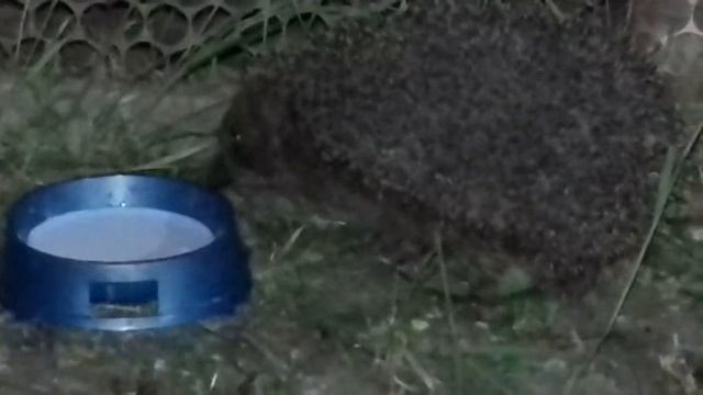 Нашла ежика и дала молока смотреть онлайн