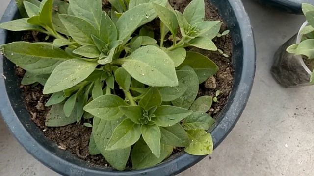 HOW TO CARE PETUNIA PLANT।। PETUNIA PLANT CARE।। পিটুনিয়ার যত্ন কিভাবে করবেন।। смотреть онлайн