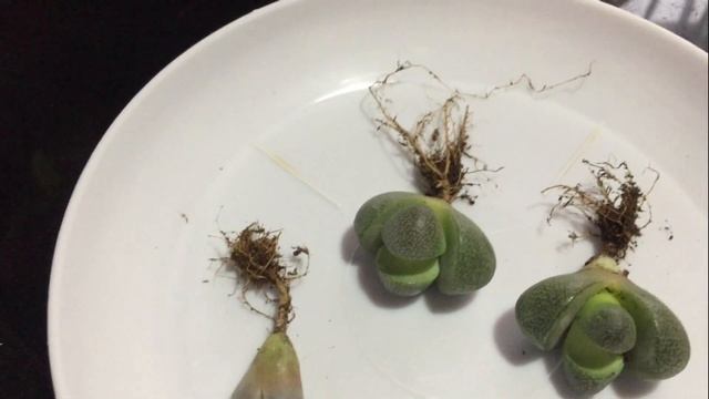 Литопсы / "Живые Камни". Где я купила 2 вида, цены. Перелив и потери – как не надо делать! смотреть онлайн