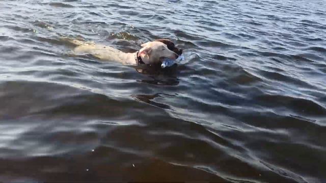 Bull Terrier&Labrador . Бультерьер & Лабрадор. смотреть онлайн