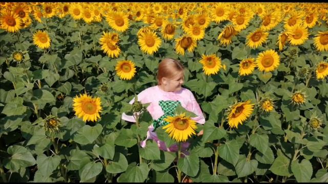 Подсолнухи 🌻🌻🌻 смотреть онлайн