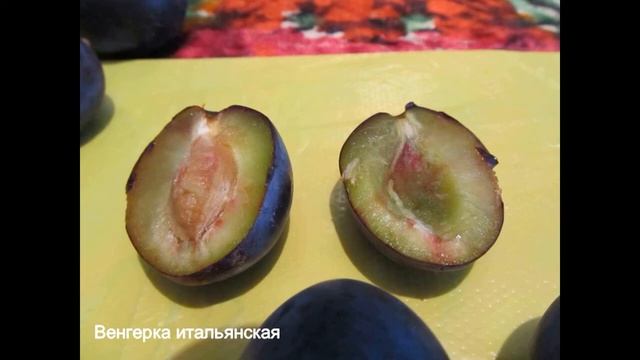 Слива Стенли, Венгерка итальянская, слива своей собственной селекции. смотреть онлайн