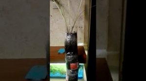 Выращивание хрена дома