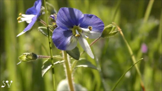 Veronica syriaca / Сирийская вероника / ורוניקה סורית смотреть онлайн