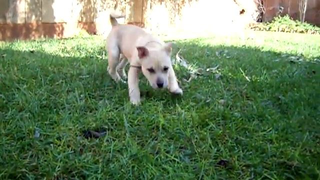 Pitbull Albino Doberman mix 11 week old puppy смотреть онлайн