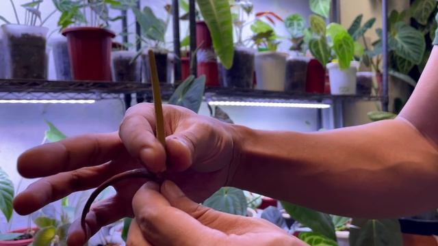 Anthurium species tour, care, pollination, hybridization, and hybrids tour @potere_plants смотреть онлайн