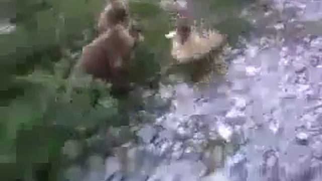 Утка дерётся с кошкой