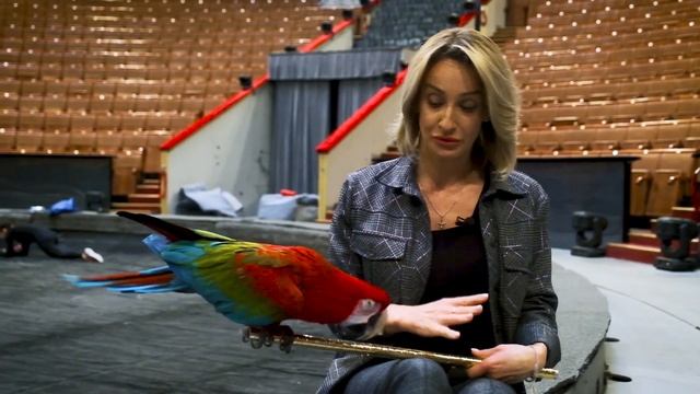 Как подружиться с попугаем. Урок от Елены Бараненко смотреть онлайн