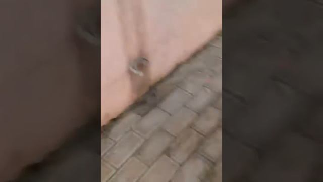 Летучая крыса 5 смотреть онлайн