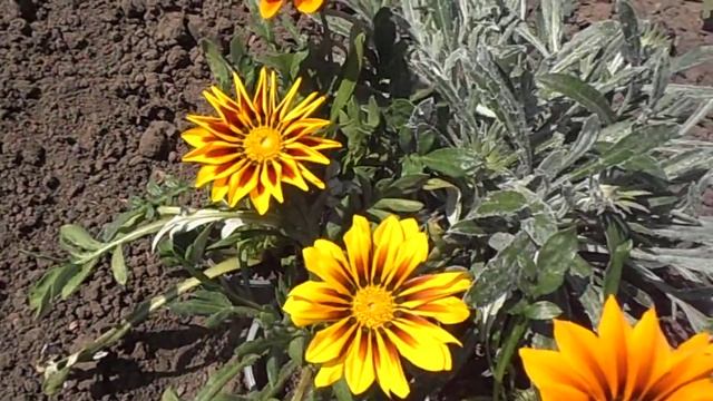 Газания (гацания), условия выращивания. Состояние после зимовки в комнате. смотреть онлайн