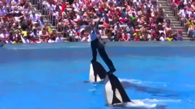 SHAMU Killer Whale Show