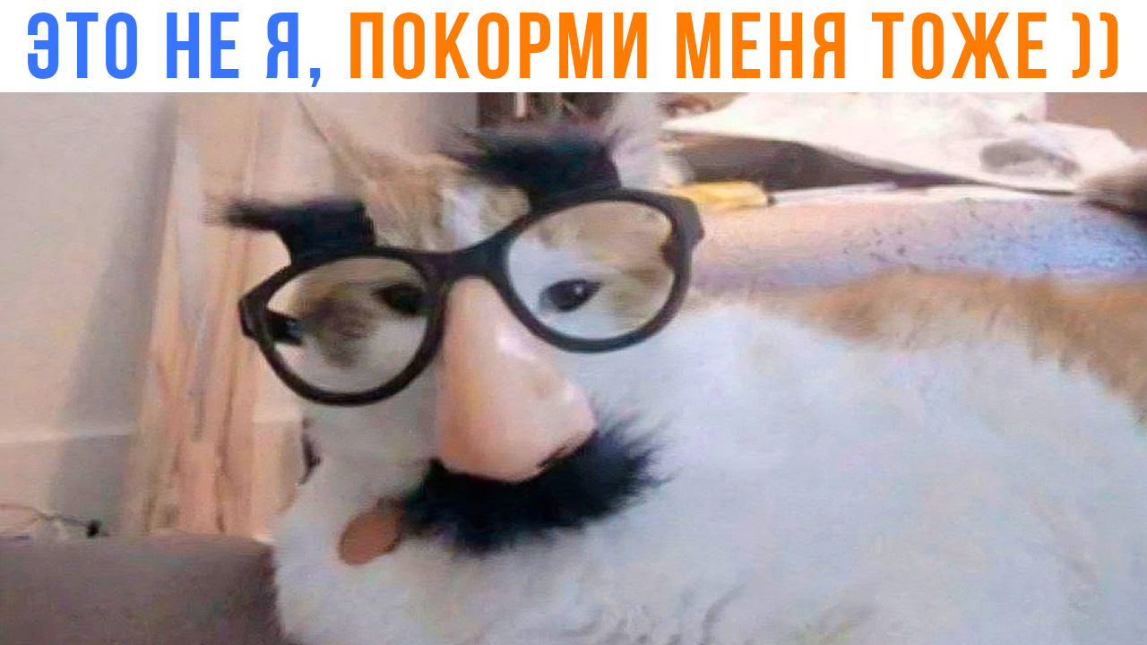ЭТО СОВСЕМ НЕ БАРСИК, ПОКОРМИ МЕНЯ ))) | Приколы с котами | Мемозг 1383 смотреть онлайн