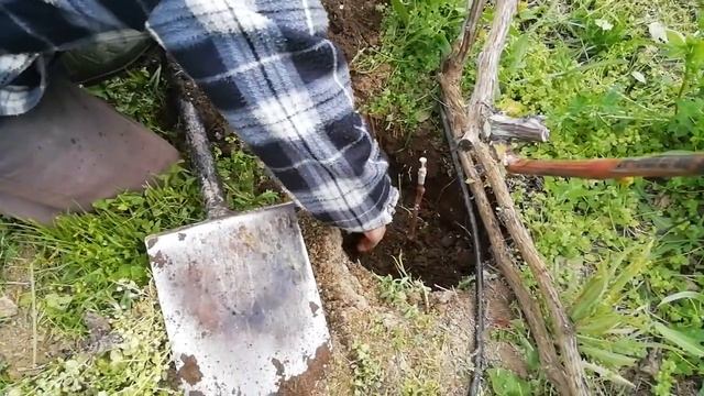 Черенок привитого винограда Аватар. Посадка в грунт из стратификатора смотреть онлайн