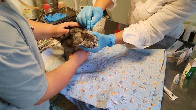 Маленькая, подобранная кошечка)Побольше добра и добрых людей !) смотреть онлайн