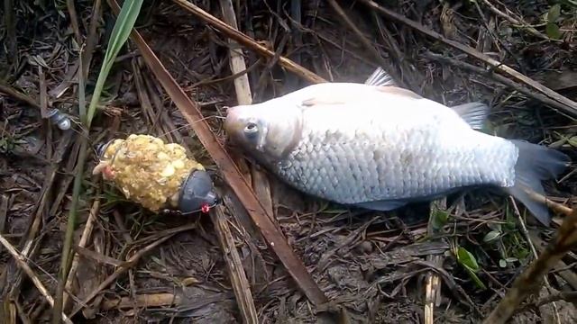 НОВОЧЕРКАССК. ХОЛОДНЫЙ КАНАЛ.24.04.21г.Караси...