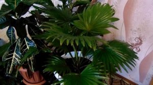 Выращивание и уход в домашних условиях за пальмой Ливистона с веерообразной формой листа