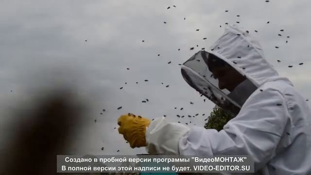 Начинающий пчеловод. Пчелы людоеды. Рой#дикие#пчелы#замена#матки#злые#исправление#семьи. смотреть онлайн