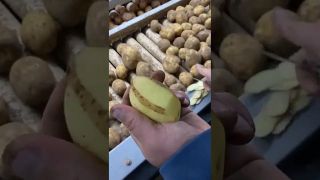 Картофель Коломбо смотреть онлайн