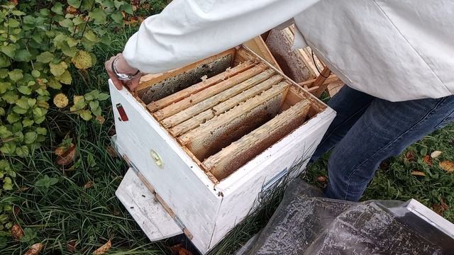 Готовлю пчел к зимовке на улице. Осенняя работа на пасеке. смотреть онлайн