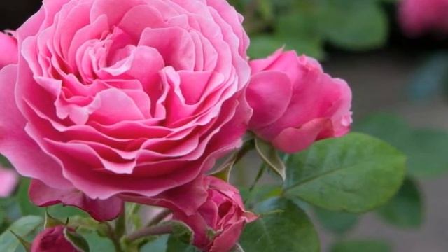 Rosa Damascena Mill смотреть онлайн