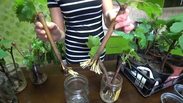 Увлекательное черенкование. Виноград, инжир, простое размножение любимых растений. смотреть онлайн