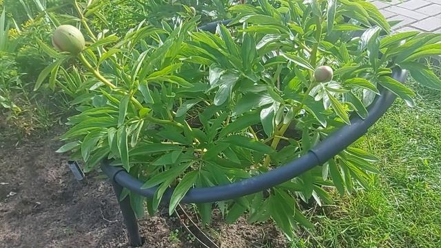 Что замёрзло,что пропало-??докупим на рынке.Солигорск.Беларусь. смотреть онлайн