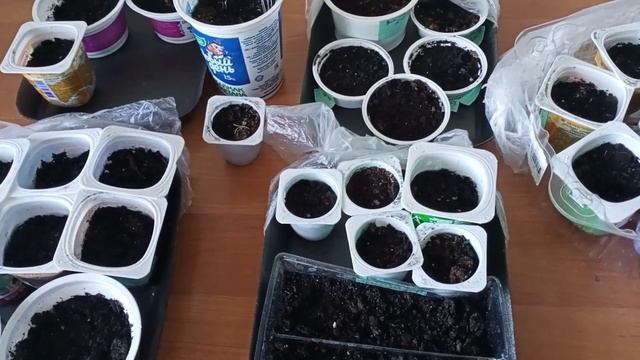 Первые всходы ? посев семян 15.01.23. Комнатные цветы. Классная дача. смотреть онлайн