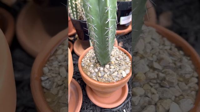 Watering thirst Organ Pipe (Ghost) variation cactus смотреть онлайн