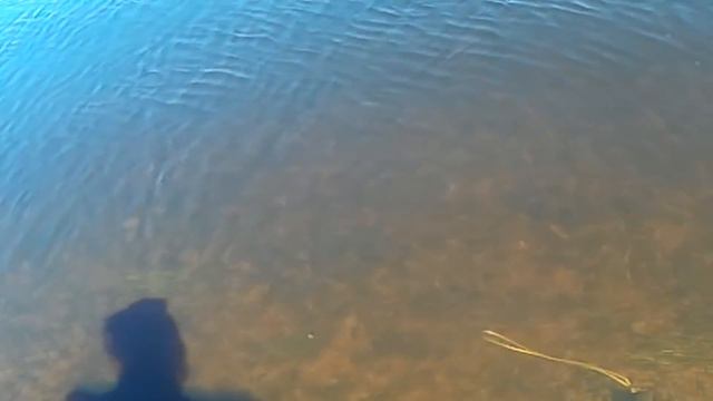 Рыбалка на закидушки 29 06 2018 смотреть онлайн
