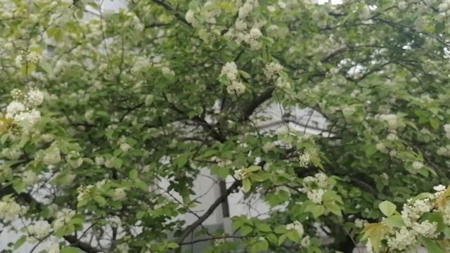Что это за горькая вишня растёт около нашего дома в Москве? Май 2023 смотреть онлайн