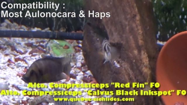 Altolamprologus calvus & compressiceps - How to tell them apart - Lake Tanganyika Cichlids смотреть онлайн