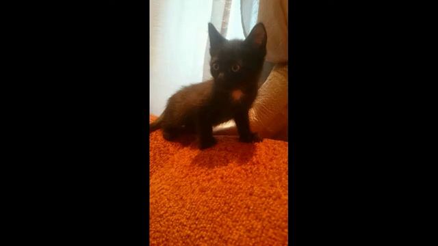 мне привезли котенка смотреть онлайн