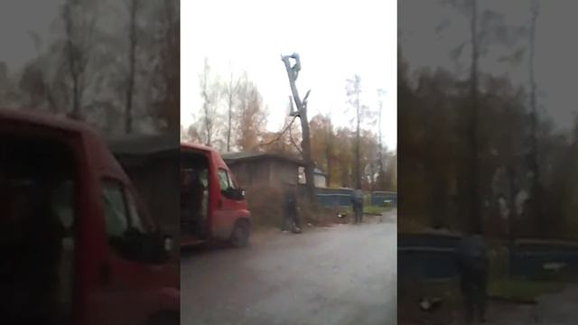 анимация. падает дерево смотреть онлайн