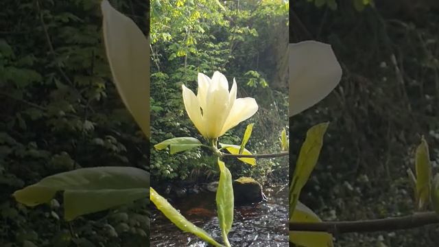 Mini Flower Meditation: Magnolia 'Yellow River' смотреть онлайн