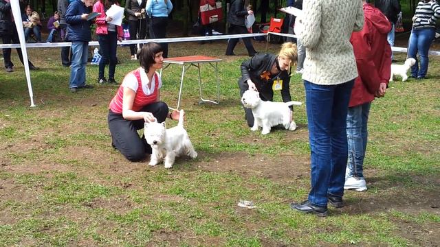 Проша взял 2 САС