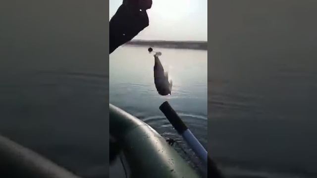 Джиг с лодки. Рыбалка в ЛНР. смотреть онлайн