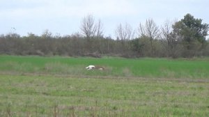 Охота с борзыми,грейхаундами на зайца русака