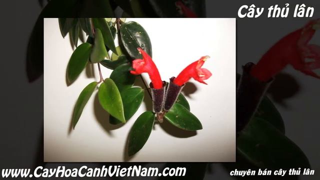 Cung cấp cây thủ lân смотреть онлайн