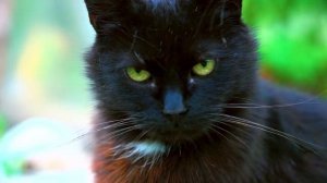 Видео в формате 4К - высокое качество видео приятная музыка