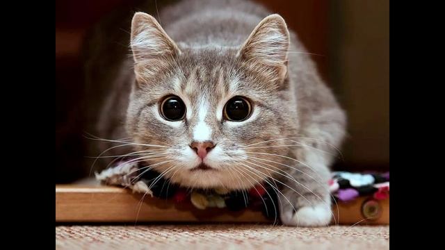 котейки 8.mp4