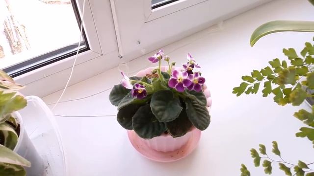 Мои комнатные растения апрель 2019 смотреть онлайн