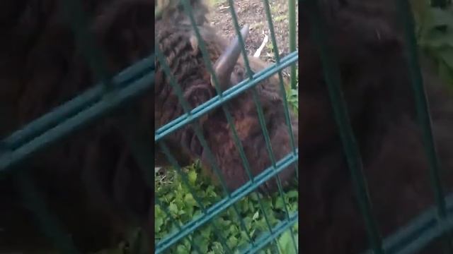 беловежская пуща зубр смотреть онлайн